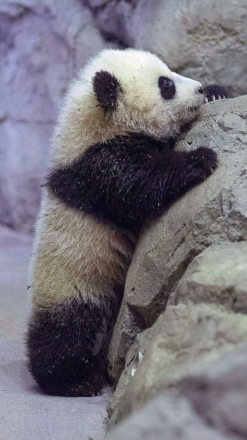 Scoping, baby panda, HD phone wallpaper