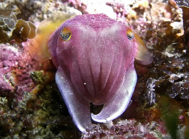A reaper cuttlefish, Cuttlefish, marine animals, zoology, Molllusks, HD wallpaper