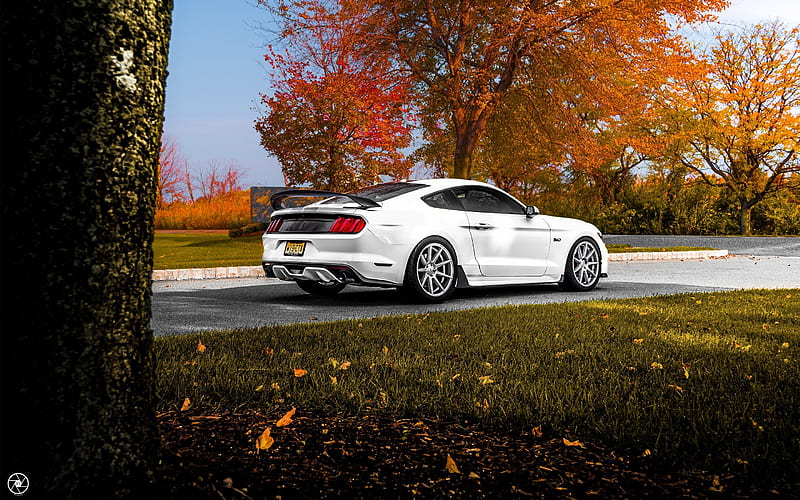 Ford, Mustang GT, sports car, autumn, White Mustang, HD wallpaper