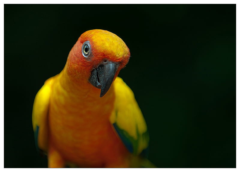 Hello !, plumage, look, lovely, yellow, bonito, parrot, brazil, bright, aratinga, eyes, HD wallpaper