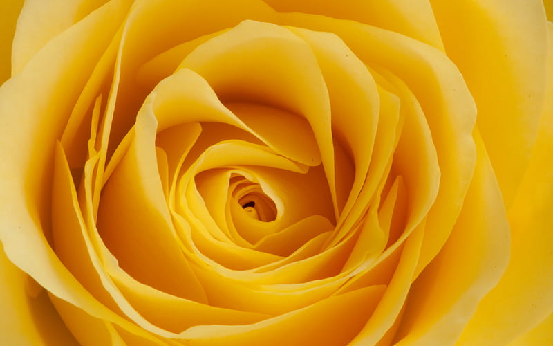 yellow rose close-up, roses, bud, yellow flowers, HD wallpaper