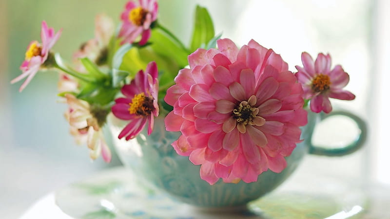 Flowers in cup, cup, flowers, pink, macro, HD wallpaper | Peakpx