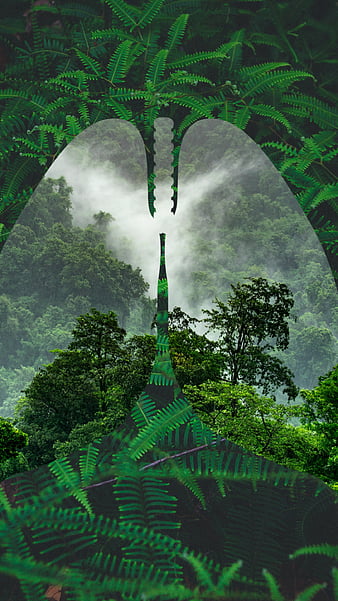 Ilustração de um floresta HD wallpaper