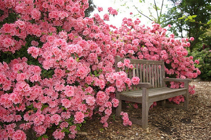 ~ ღ just seat and enjoy ღ ~, garden, bench, flowers, roses, HD wallpaper