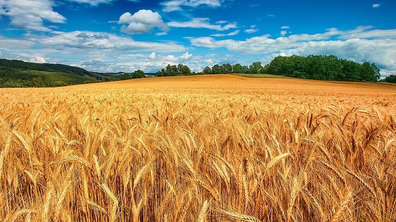 Field of wheat, Sky, Wheat, Clouds, Summer, Field, Blue, Nature, HD wallpaper