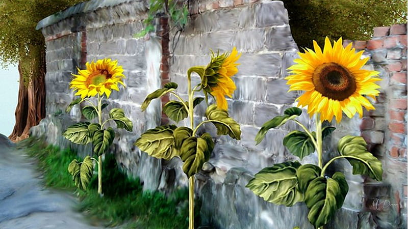 Palabras clave de fondo de pantalla: pared de girasol | Peakpx