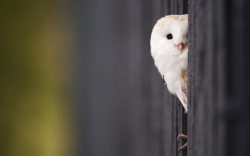 white owl-Birds graphy, HD wallpaper