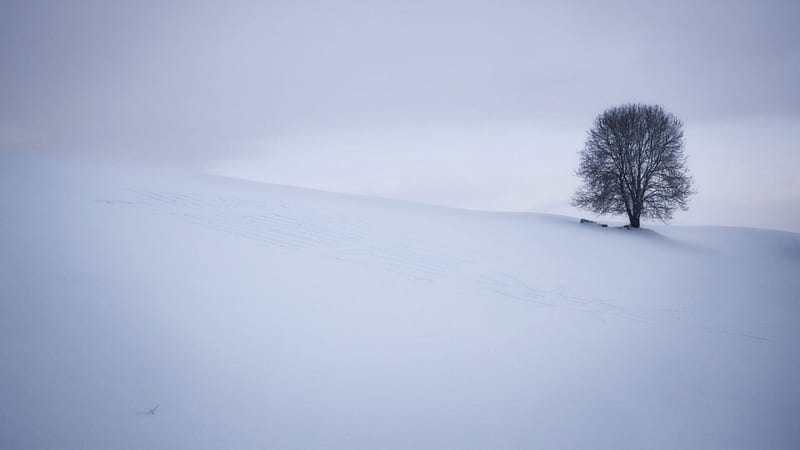 Snowfields, tree, nature, snow, winter, HD wallpaper