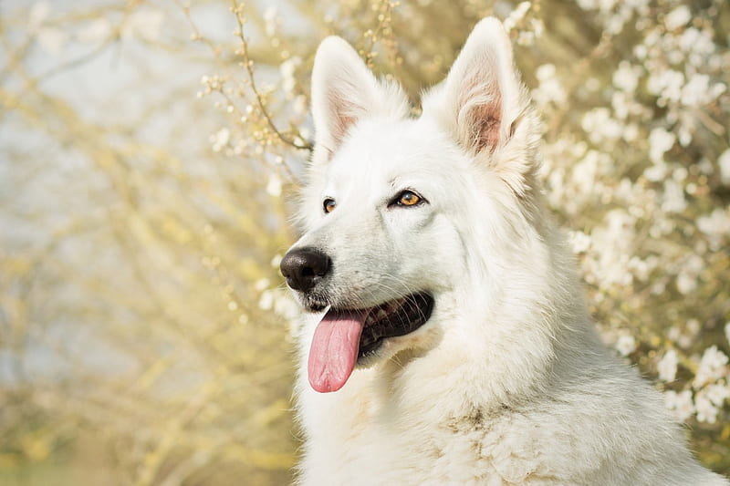 Swiss shepherd dog, caine, spring, tongue, animal, swiss shepherd, flower, white, puppy, dog, HD wallpaper