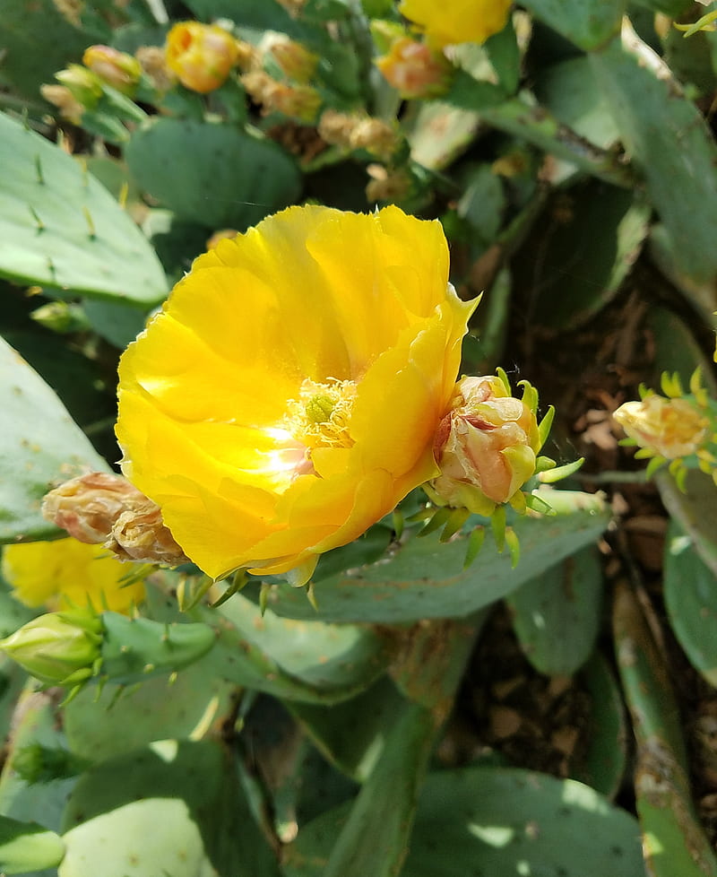 Yellow cactus, bloom, flower, nature, plant, summer, HD phone wallpaper
