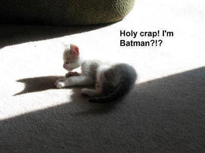 I'm Batman???, Secret Identity, Kitty in the Sunshine, This Is Way Cool, No One Told Me THIS, HD wallpaper