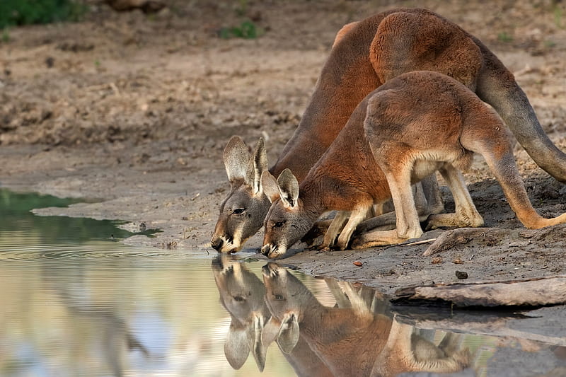 Animal, Kangaroo, HD wallpaper