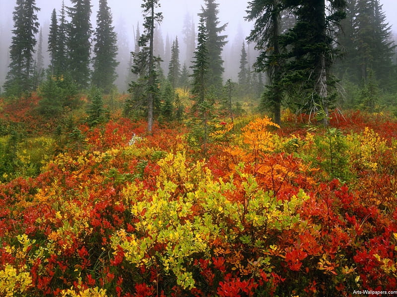 Forest floor, red, forest, FallAutumn, orange, seasons, fog, leaves, green, beauty, nature, misty, HD wallpaper