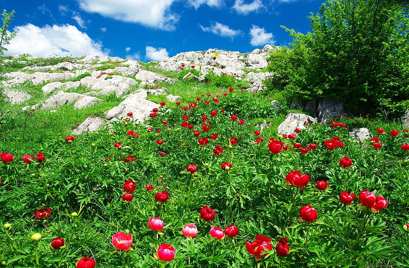Kwiaty, Czerwone, Kamienie, Chmury, HD wallpaper