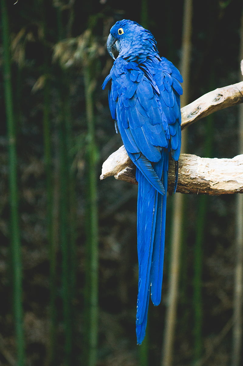 blue bird perch on brown tree, HD phone wallpaper