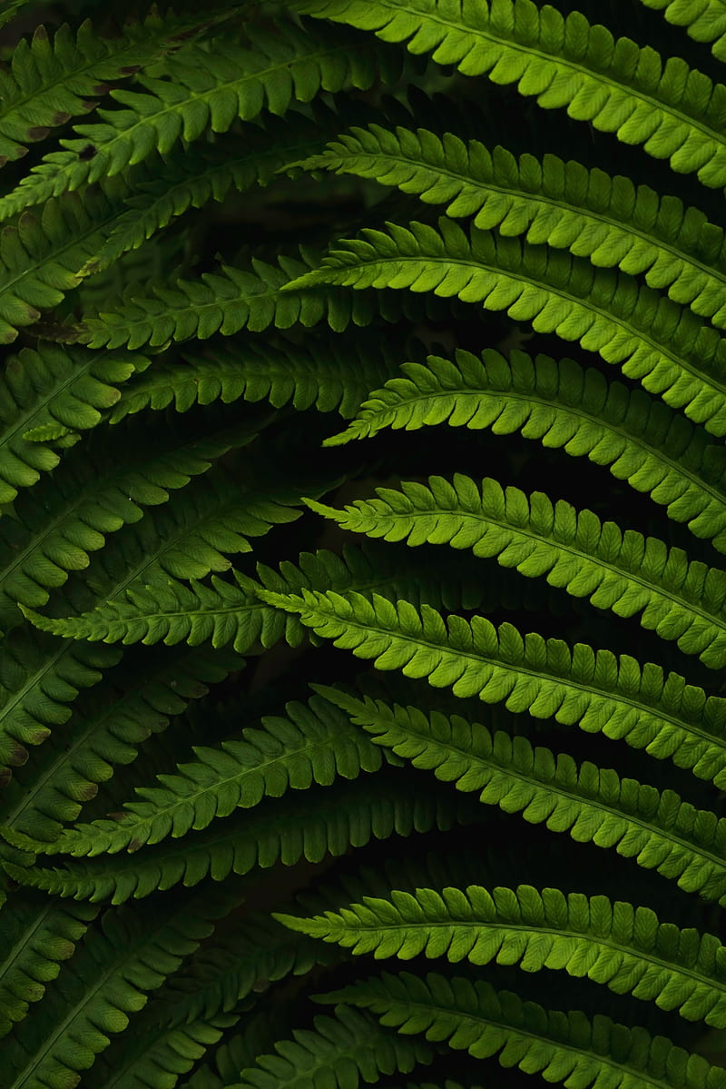 fern, leaves, macro, green, HD phone wallpaper
