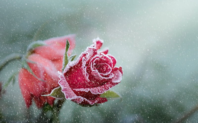 pink rose, frost, ice, roses, HD wallpaper