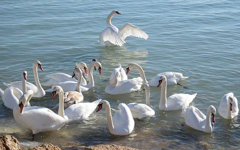 Gathering of White Swans, White, Swans, Animals, Birds, HD wallpaper