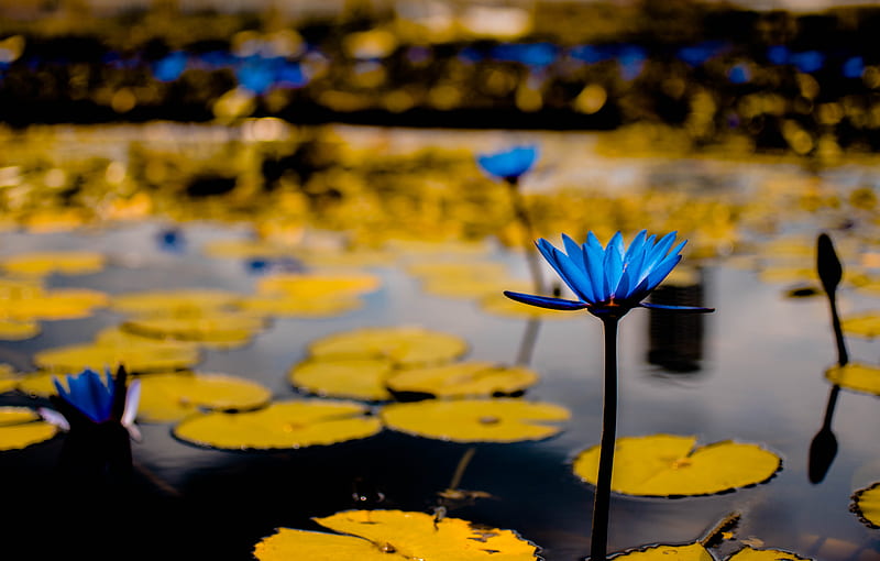 green lily pads with blue flowers in selective focus graphy, HD wallpaper