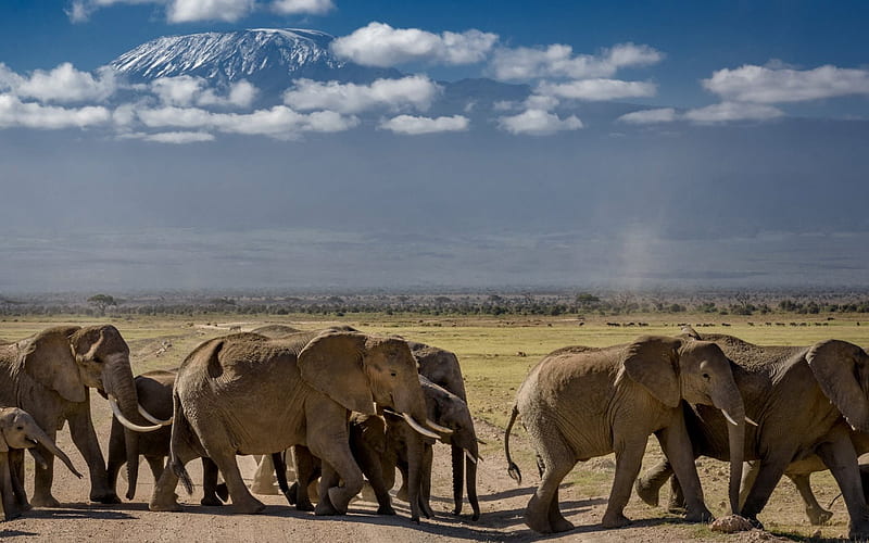 Elephants, wildlife, herd of elephants, Africa, mountains, HD wallpaper
