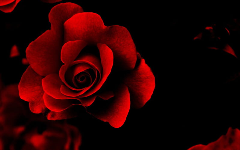 Red rose, red, rose, texture, flower, black, HD wallpaper | Peakpx