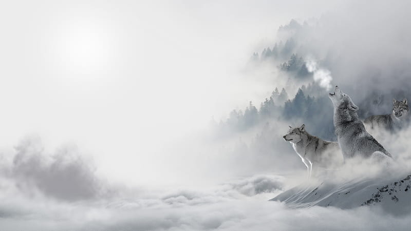 Animal Three White Wolves Are Sitting On Snow Covered Mountains and One Howling Animals, HD wallpaper