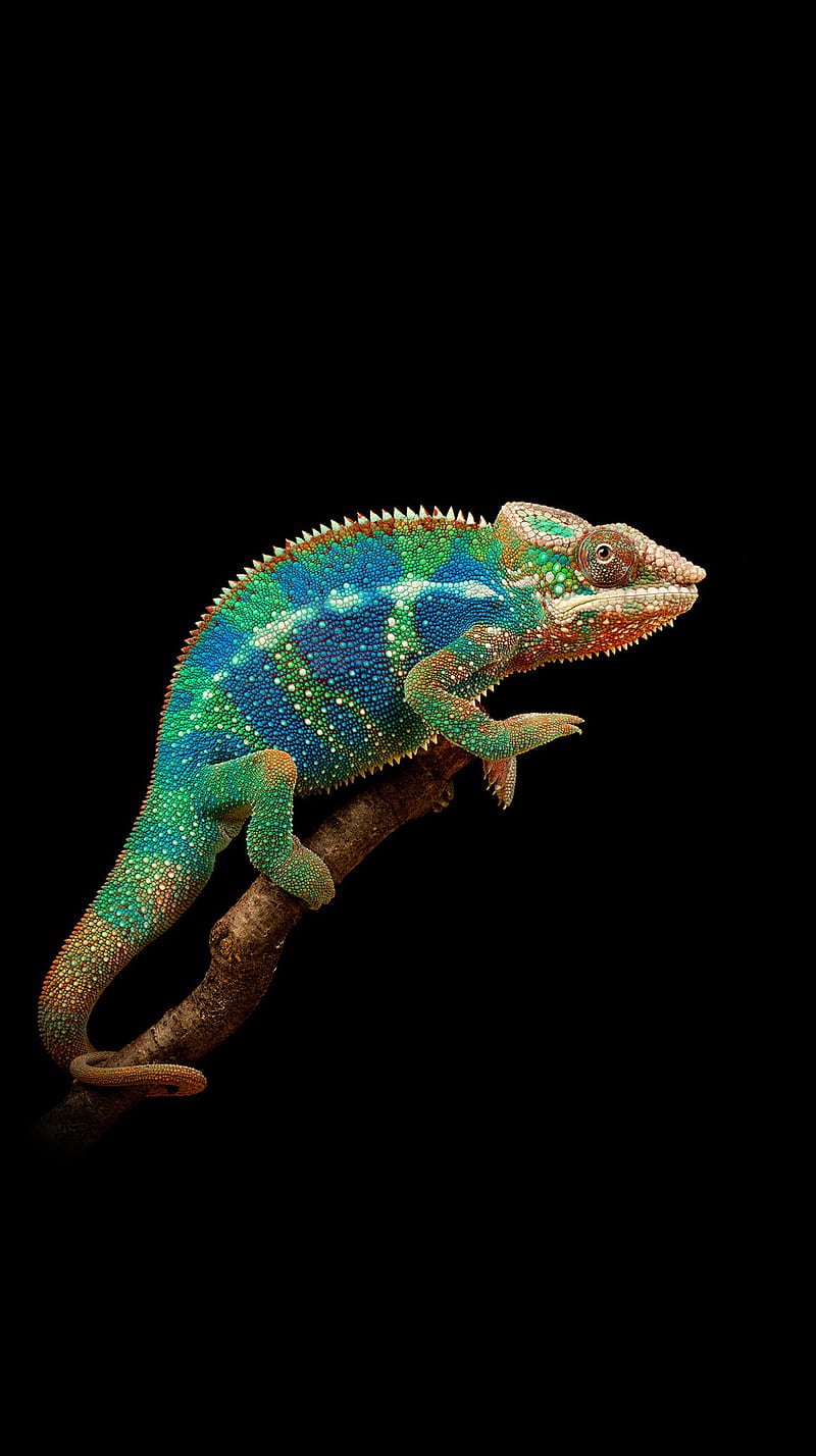 Chameleon, colorful, colors, wall, HD phone wallpaper