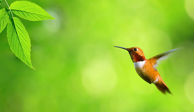 Humming Bird, pretty, nature, Bird, green, HD wallpaper