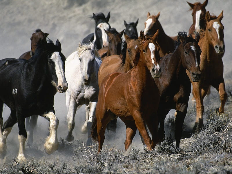Horse Stampede!, mustangs, stampede, wild horses running, horses runing, horse, wild mustangs, horses, wild horses, HD wallpaper