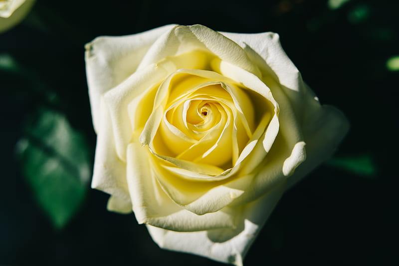 White Rose In Bloom Close Up Hd Wallpaper Peakpx