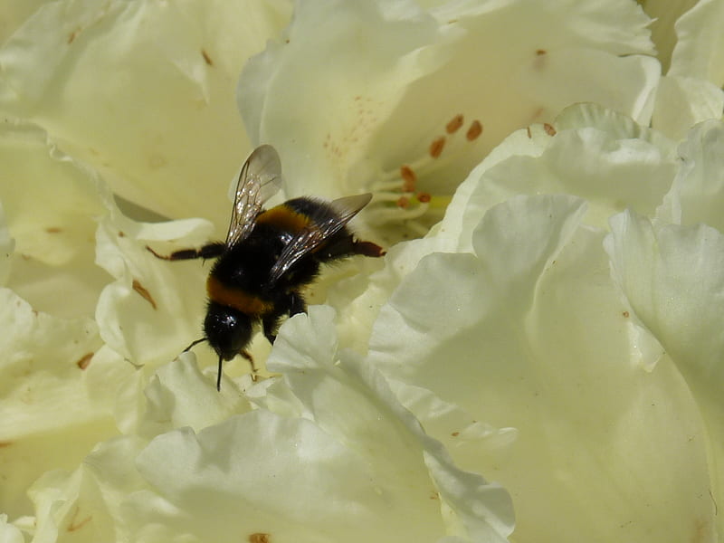 bumblebee on a white flower, lente, zomer, spring, hommel, bee, summer, bloem, flower, bumblebee, bijen, HD wallpaper
