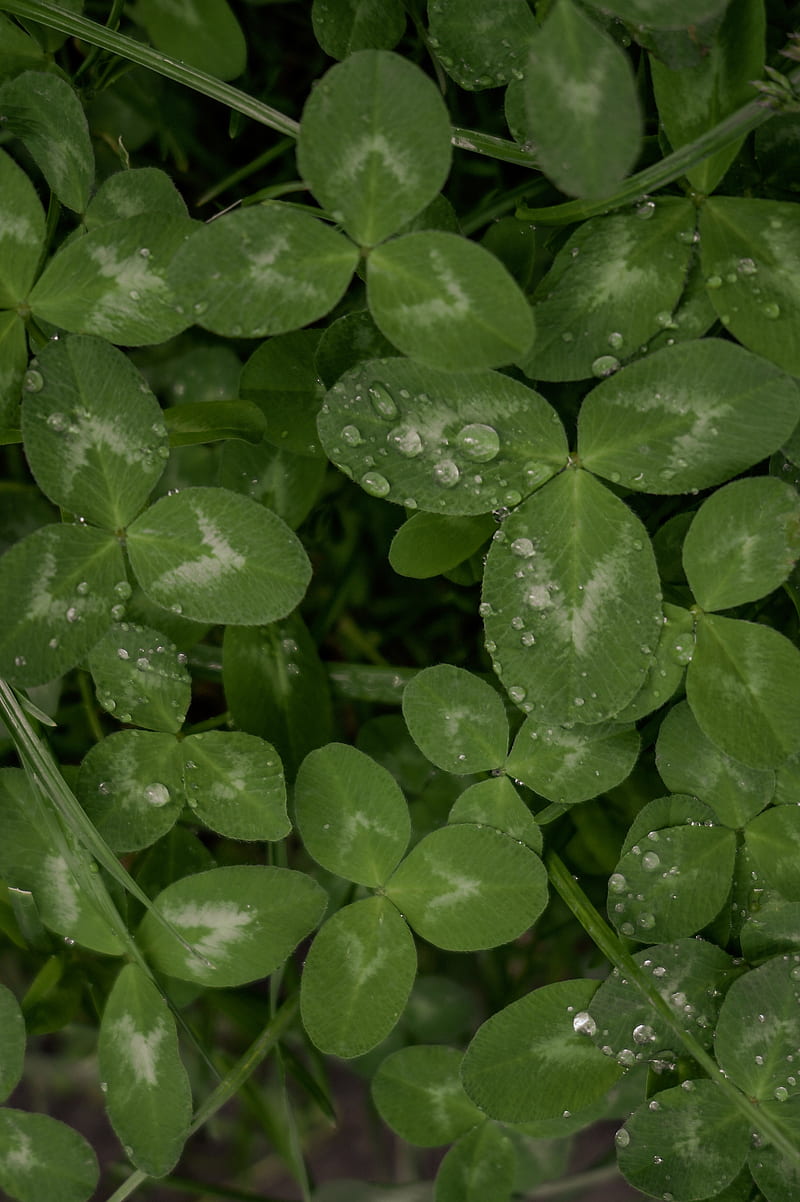 clover, leaves, plant, drops, macro, green, HD phone wallpaper