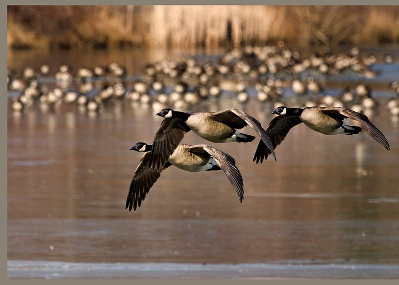 Geese in flight, in flight, lake, canada geese, HD wallpaper