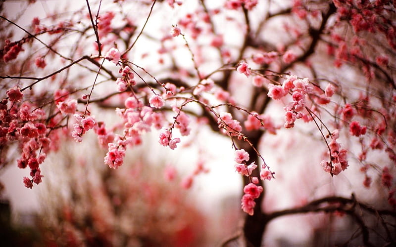 cherry flowers branches spring-High quality, HD wallpaper