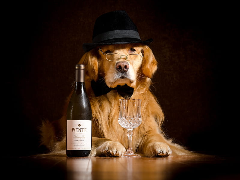 Just a glass, bottle, wine, caine, black, golden retriever, animal, hat, glass, dog, HD wallpaper
