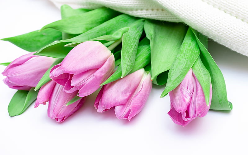 Pink tulips, spring flowers, tulips on a white background, floral background, tulips, spring, HD wallpaper