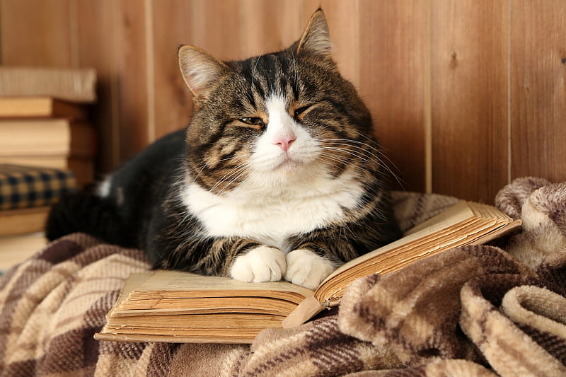 Sleepy cat, cute, sleep, book, funny, cat, animal, pisica, HD wallpaper |  Peakpx