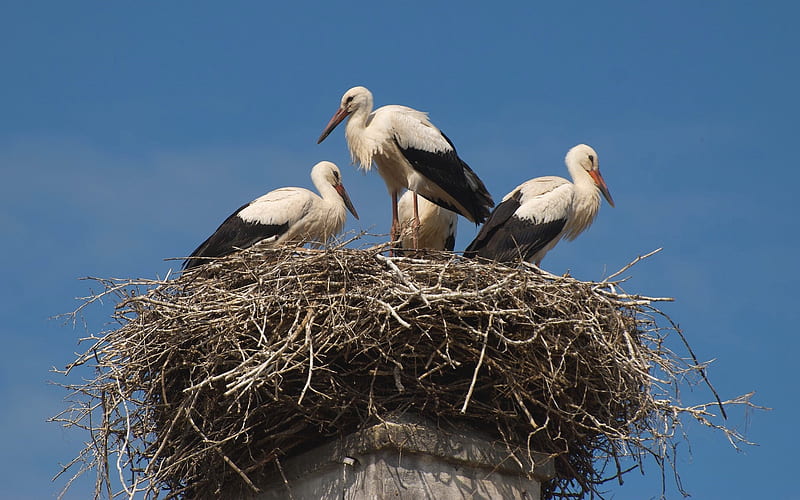 Storks in Nest, birds, storks, sky, nest, HD wallpaper