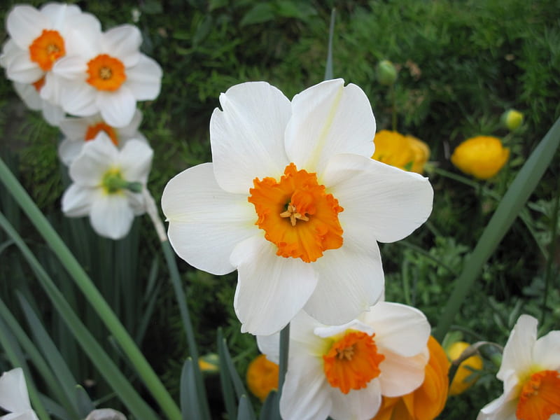 Flowers Rejuvenate life 25, Daffodils, graphy, green, orange, garden, Flowers, white, HD wallpaper