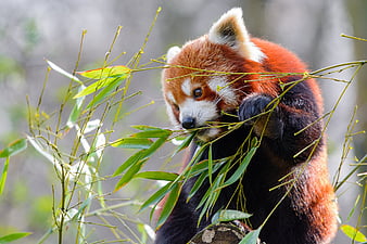 Animal Red Panda Wildlife Hd Wallpaper Peakpx