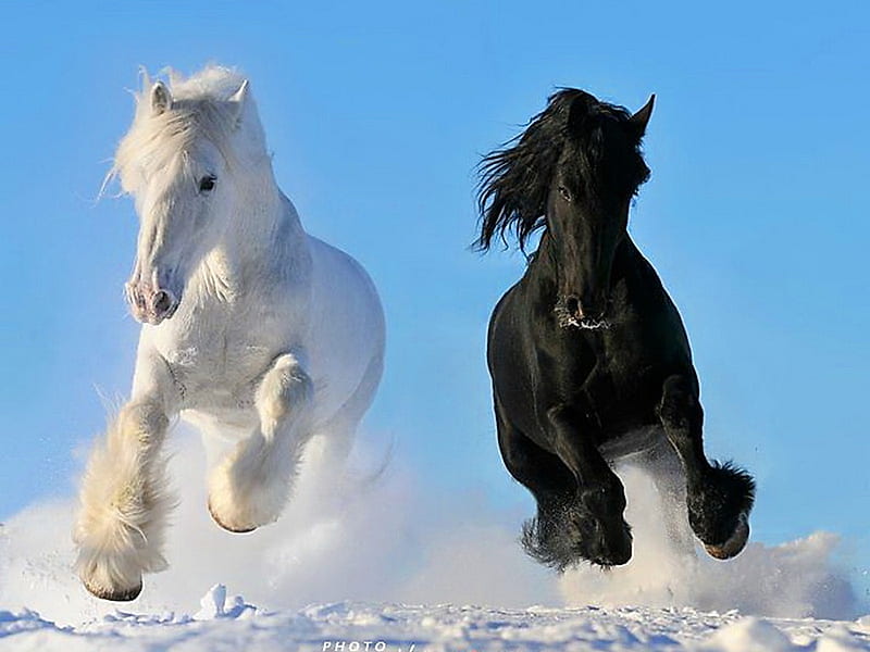 Black and white beauties, black, white, horse, run, animal, HD wallpaper