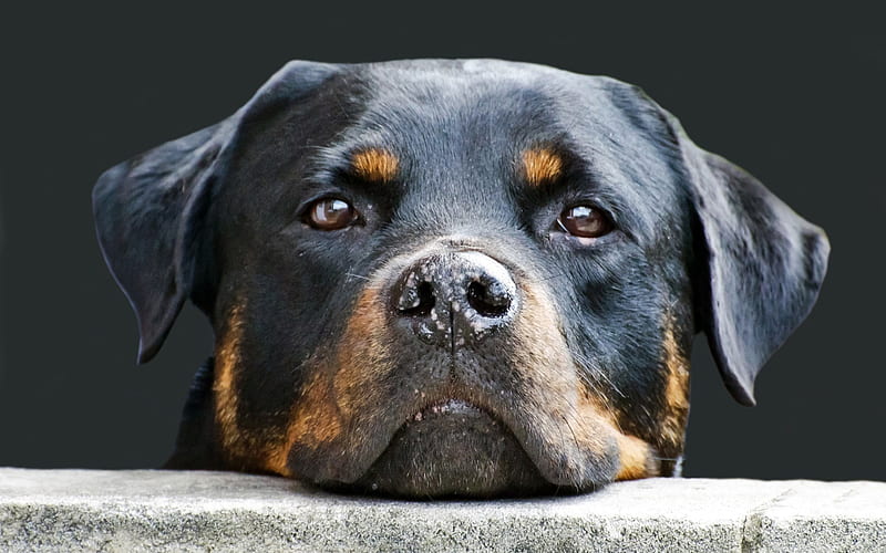 Rottweiler, close-up, pets, dogs, cute animals, Rottweiler Dog, HD wallpaper