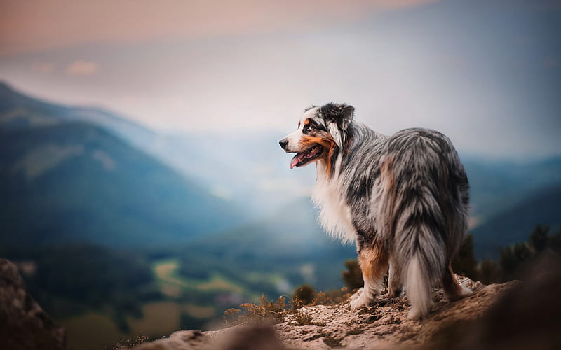 Australian Shepherd, big fluffy dog, evening, sunset, mountains, pets, Aussies, HD wallpaper
