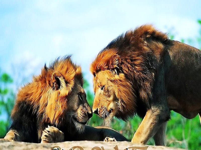 The King brothers, male, meeting, golden colour, strength, black, power, manes, lions, HD wallpaper