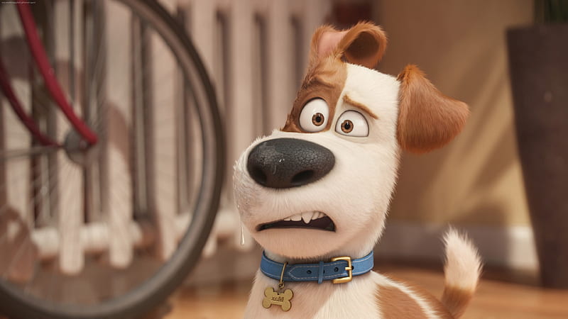 Max The Secret Life Of Pets, the-secret-life-of-pets, movies, animated-movies, cartoons, HD wallpaper