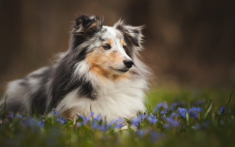 Shetland Collie Dogs, lawn, Sheltie, pets, flowers, Shetland Sheepdog, bokeh, shetland sheepdog, dogs, HD wallpaper