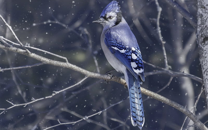 Blue Jay in Winter's Beauty, Blue Jays, Birds, Winter, Nature, HD wallpaper
