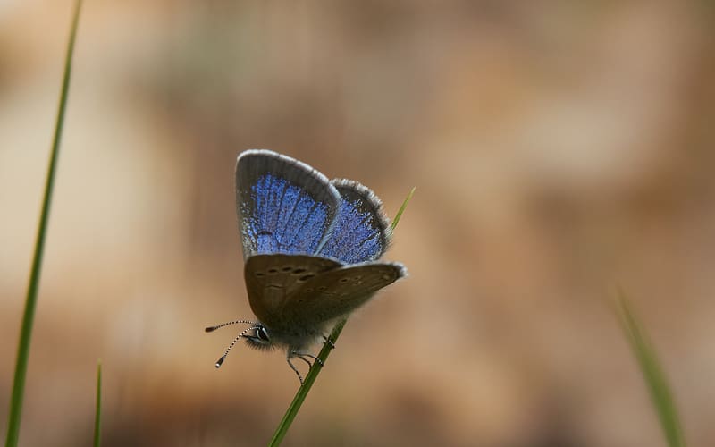 Silvery-blue Butterfly, animal, silvery-blue, butterfly, insect, HD wallpaper