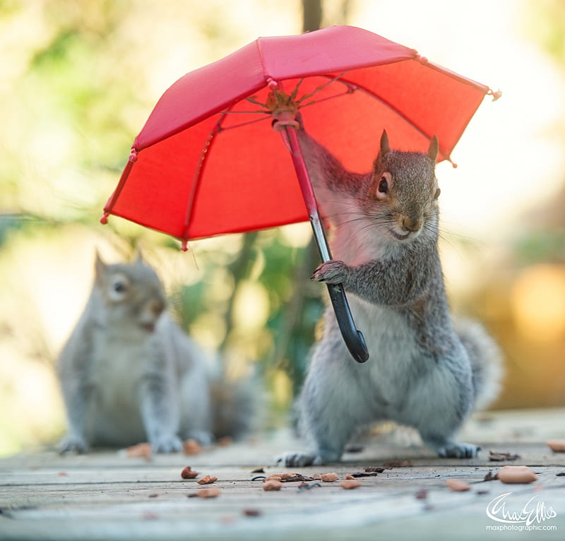 :), red, vara, squirrel, veverita, summer, umbrella, funny, parasol, max ellis, HD wallpaper
