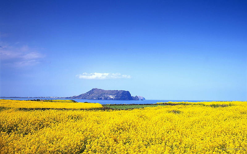 Beautiful Flower Ocean-2012 landscape Selected, HD wallpaper